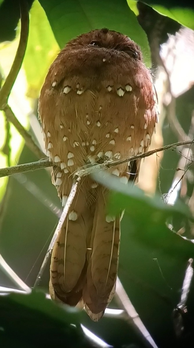 Rufous Potoo - ML632110026