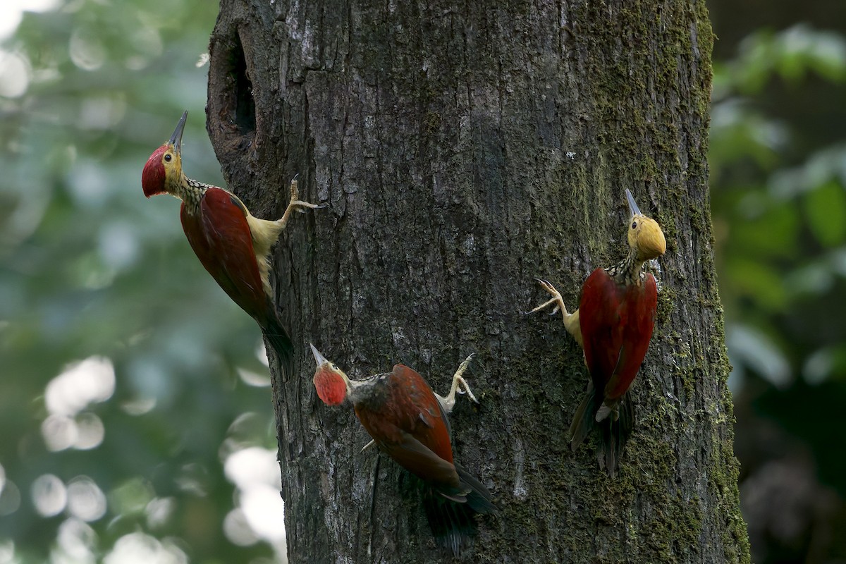 Yellow-faced Flameback - ML632110119