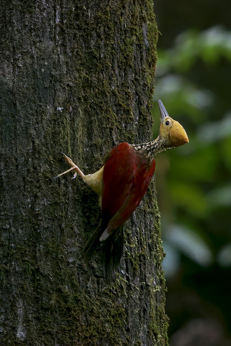 Yellow-faced Flameback - ML632110132