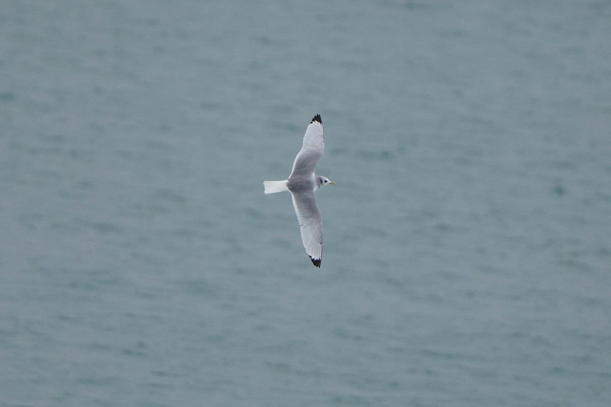 Black-legged Kittiwake - ML632110146