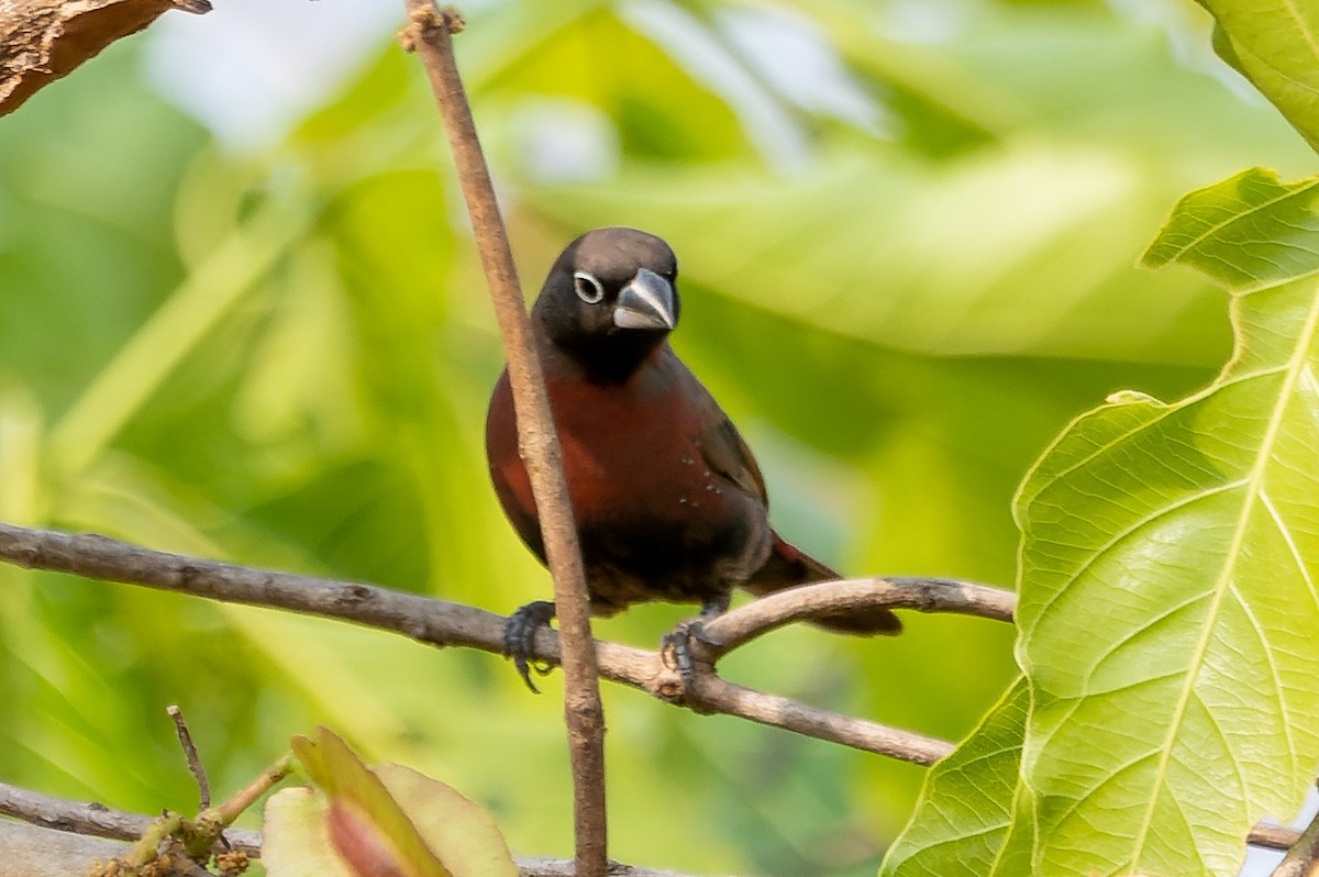 Black-faced Firefinch - ML632110177