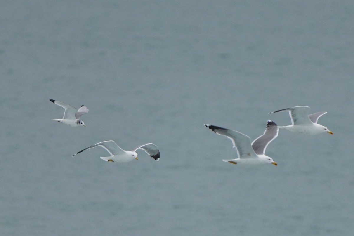 Black-legged Kittiwake - ML632110181