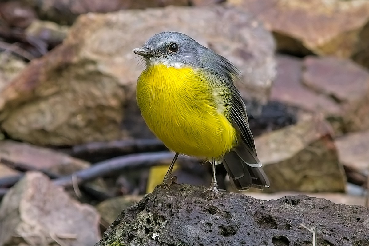 Eastern Yellow Robin - ML632110315