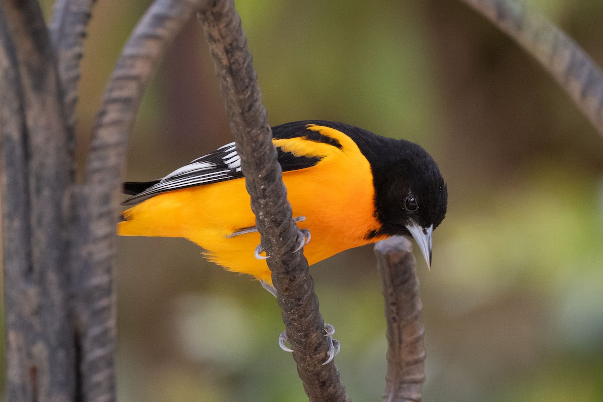 Baltimore Oriole - ML632110321