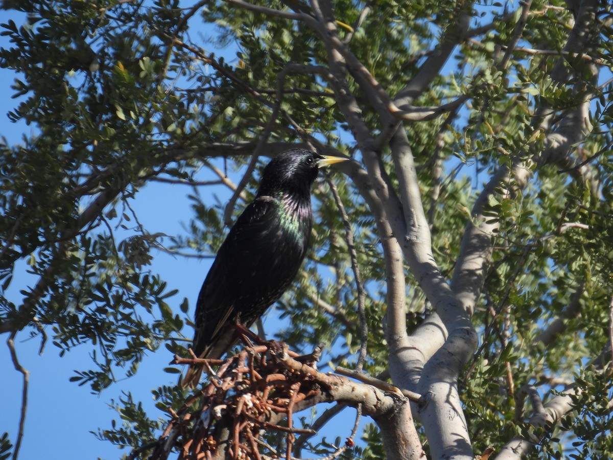 European Starling - ML632110341