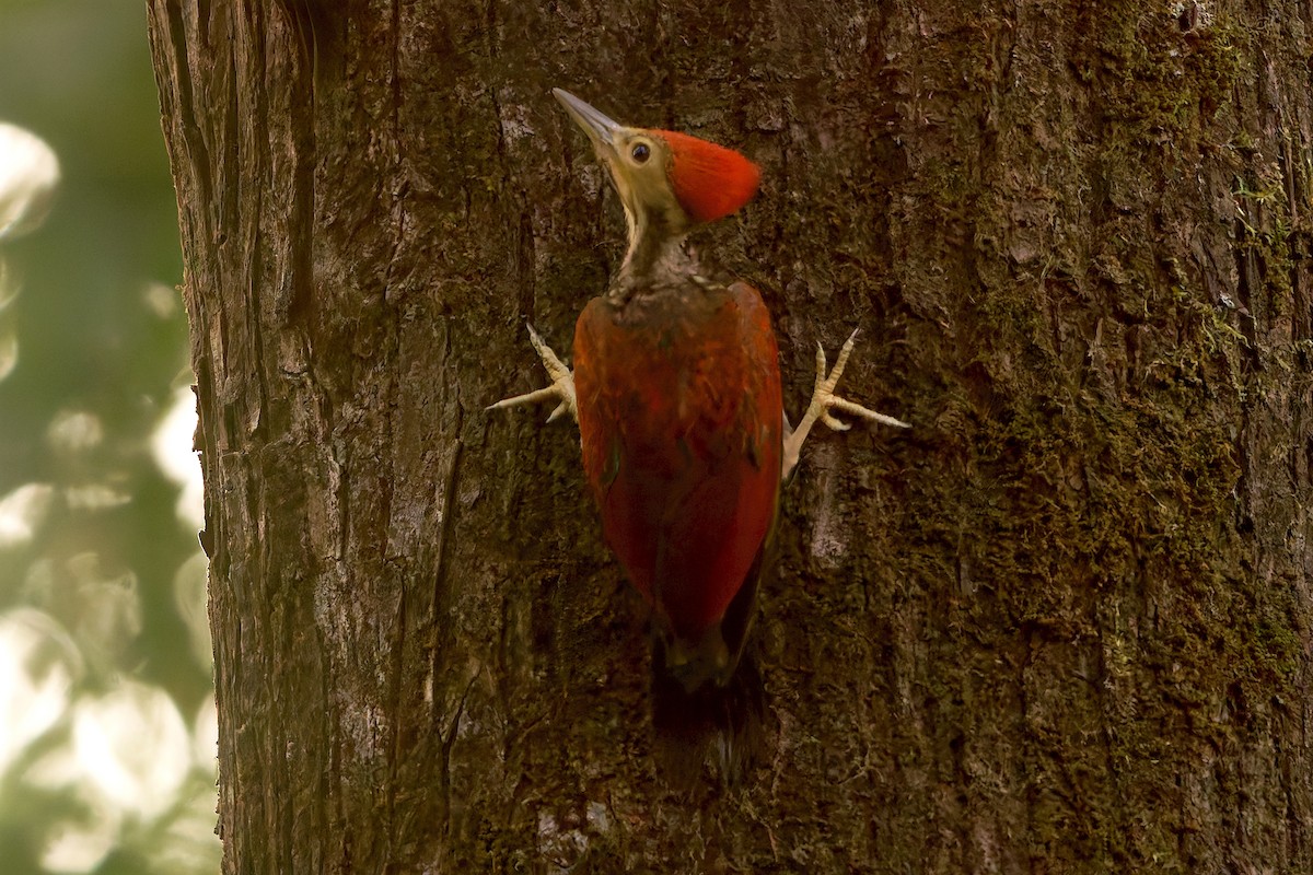Yellow-faced Flameback - ML632110393