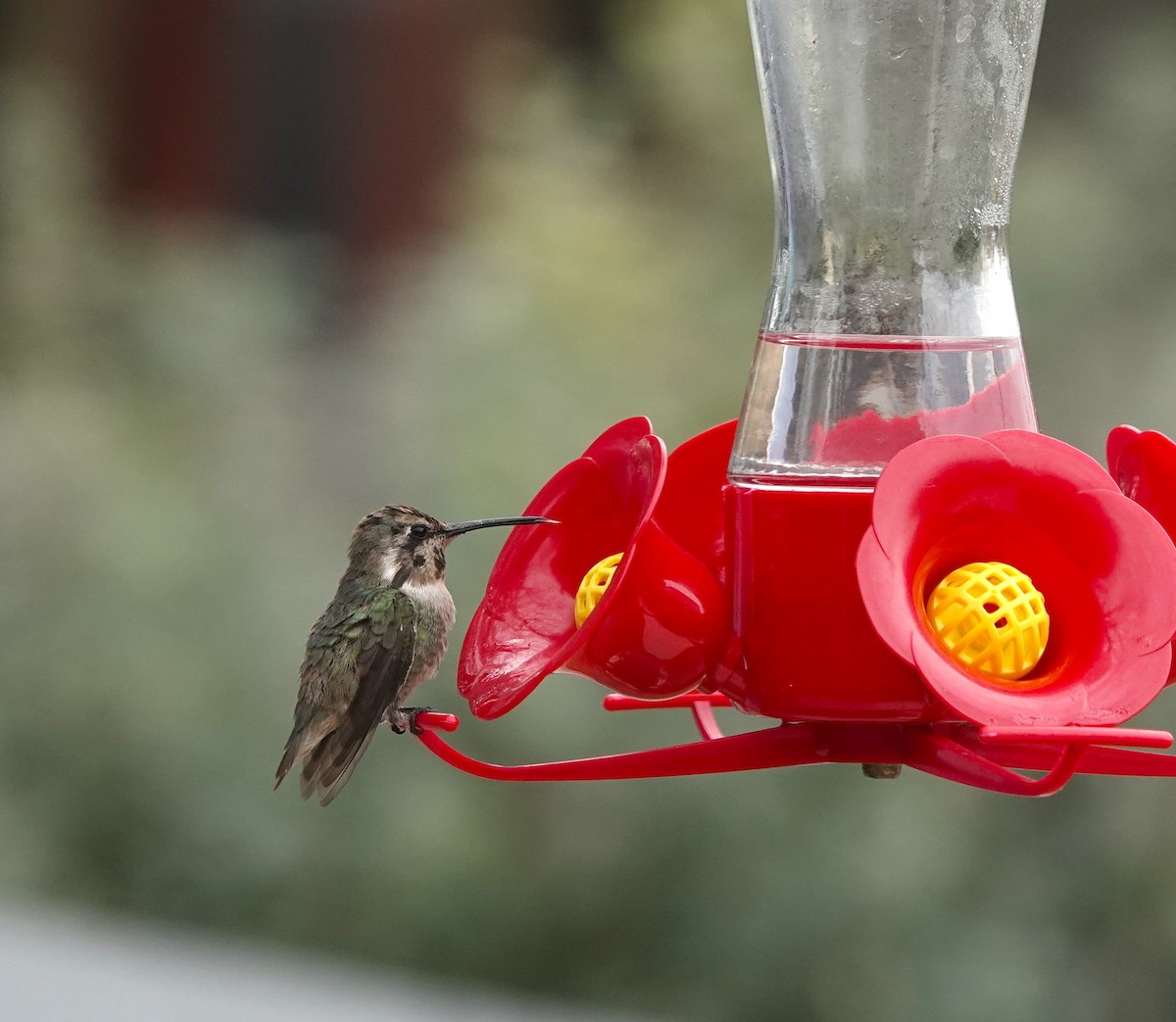 Costa's Hummingbird - ML632110407