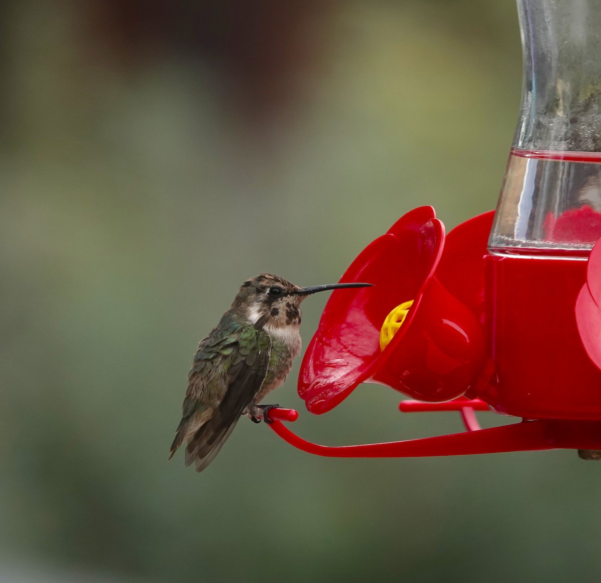 Costa's Hummingbird - ML632110408