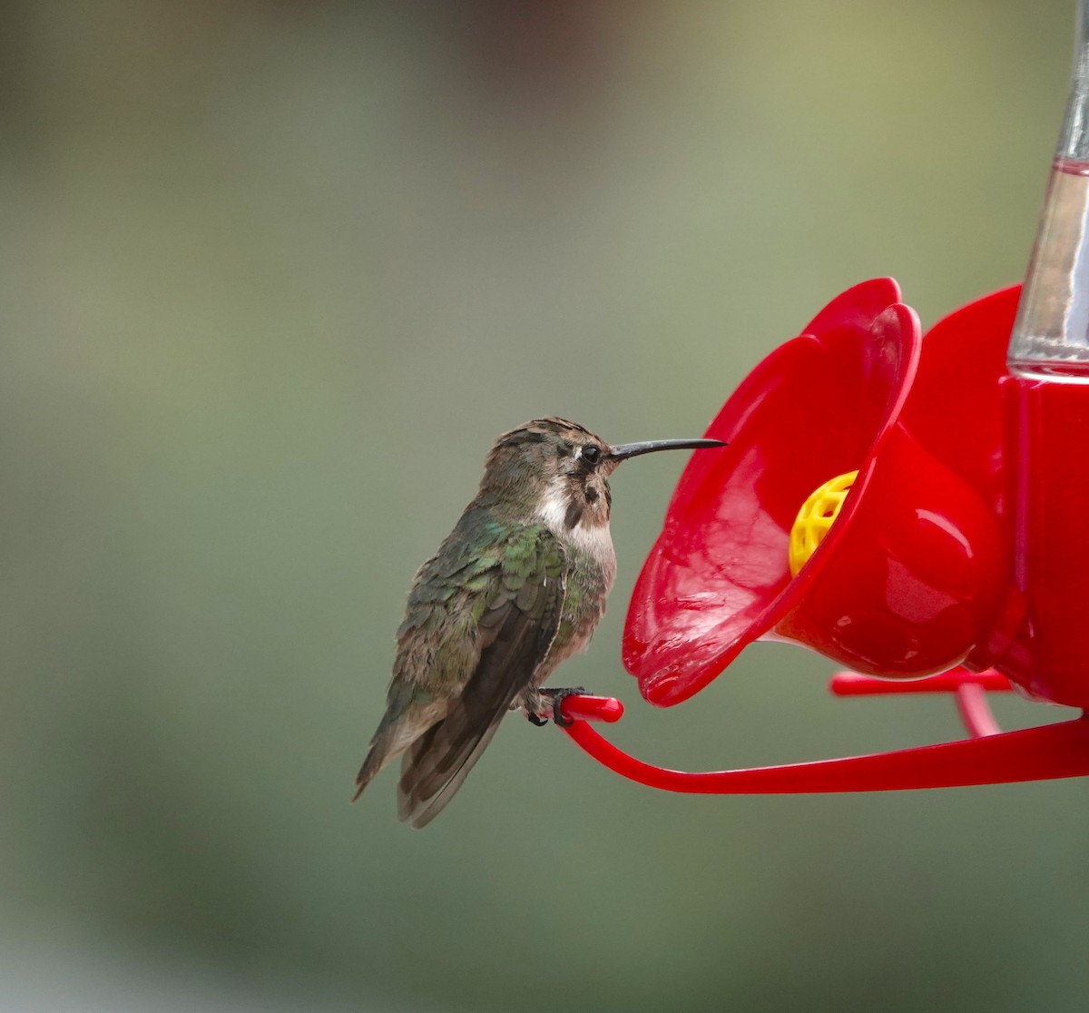 Costa's Hummingbird - ML632110409