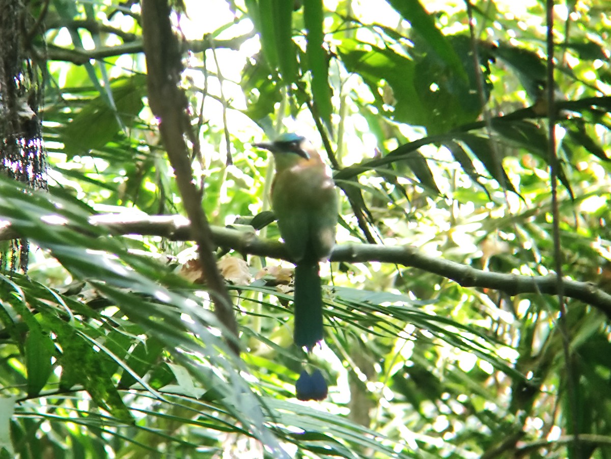 Blue-capped Motmot - ML632110427