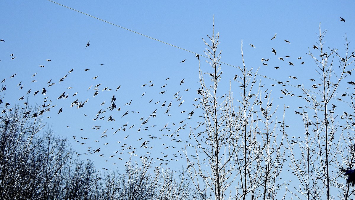 Хар тодол - ML632110463