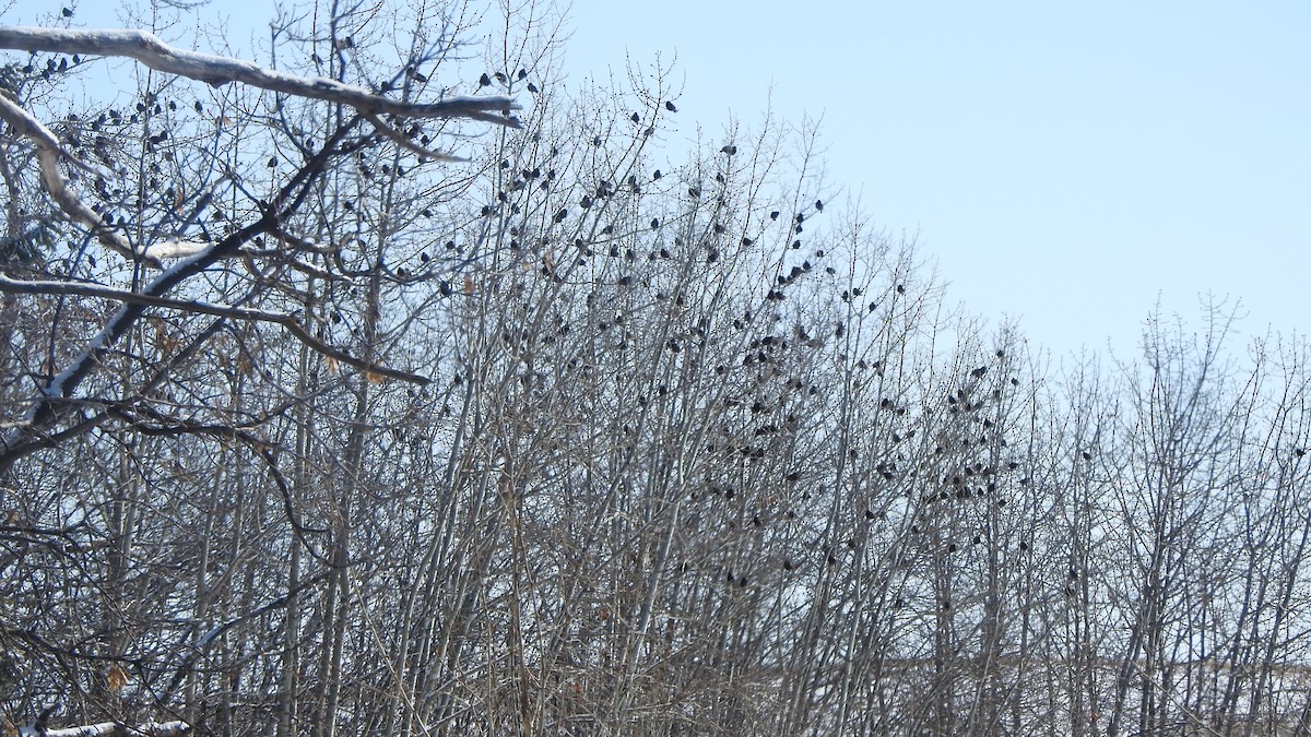 Хар тодол - ML632110464