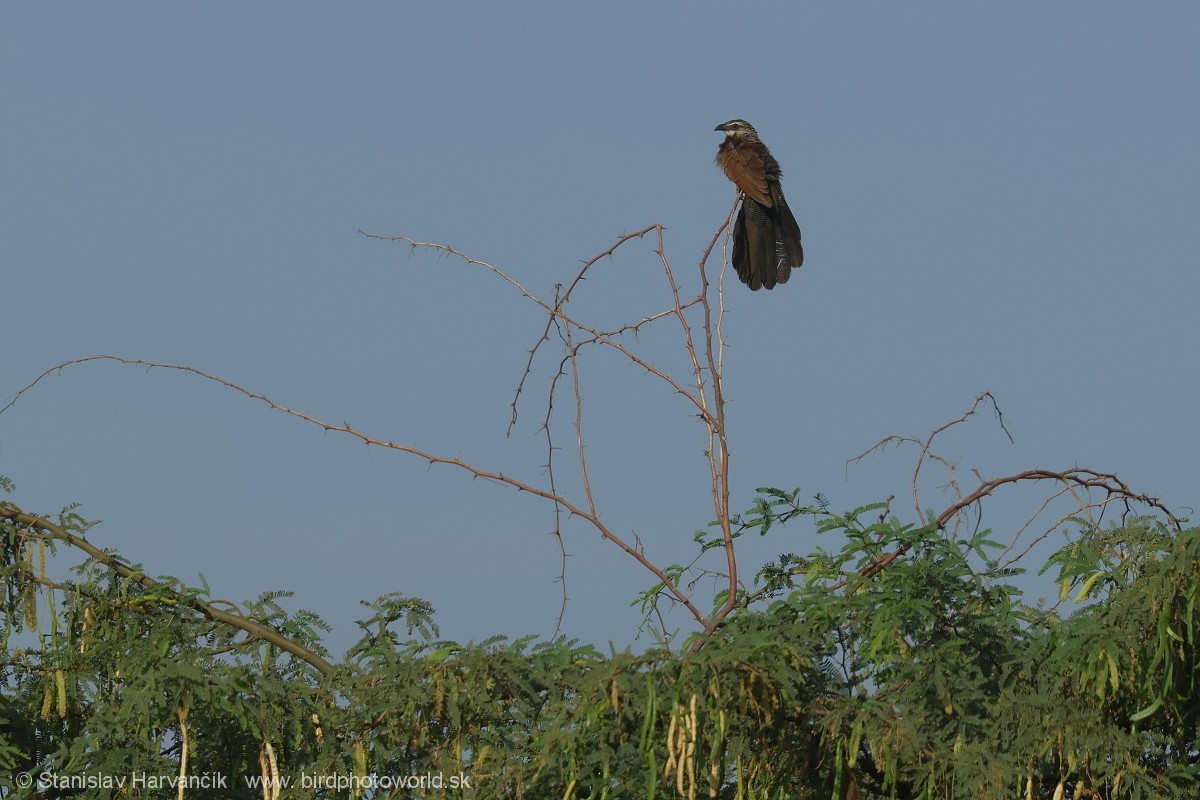 White-browed Coucal - ML632110499