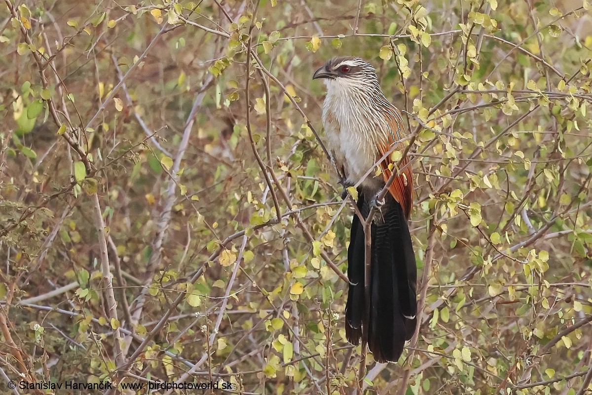 White-browed Coucal - ML632110500