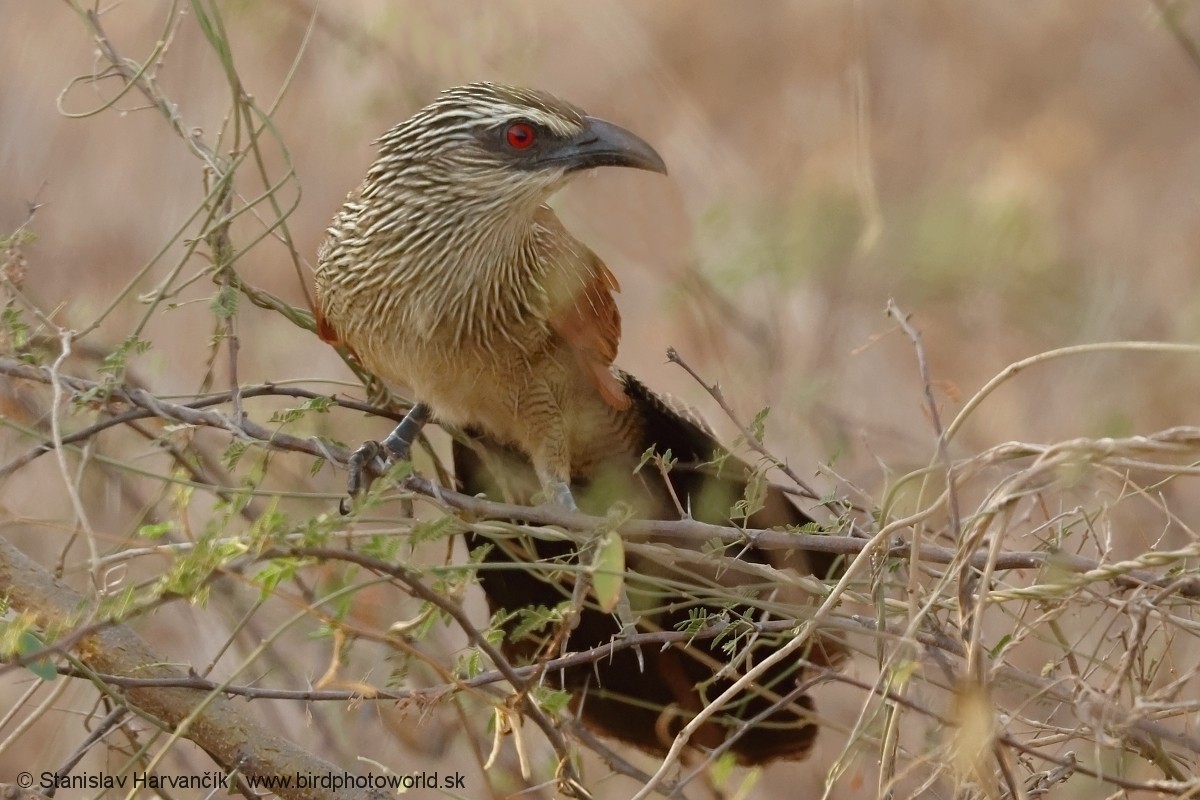 White-browed Coucal - ML632110503