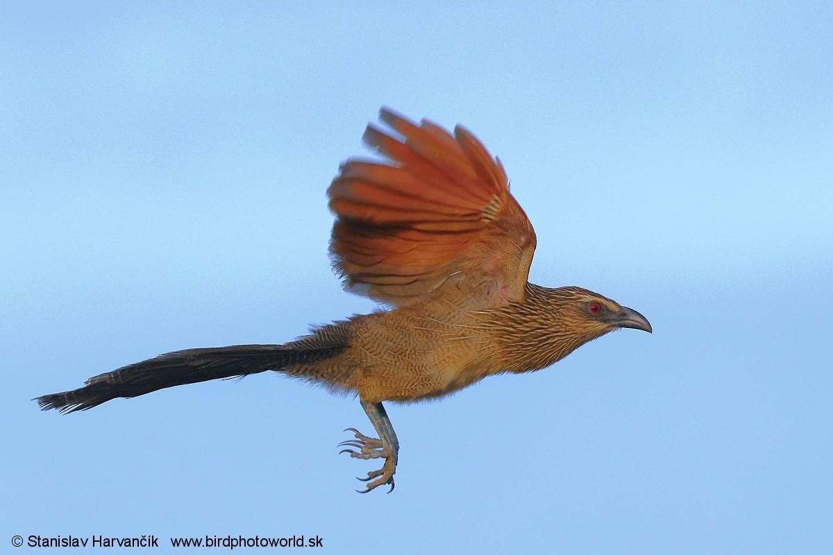 White-browed Coucal - ML632110504