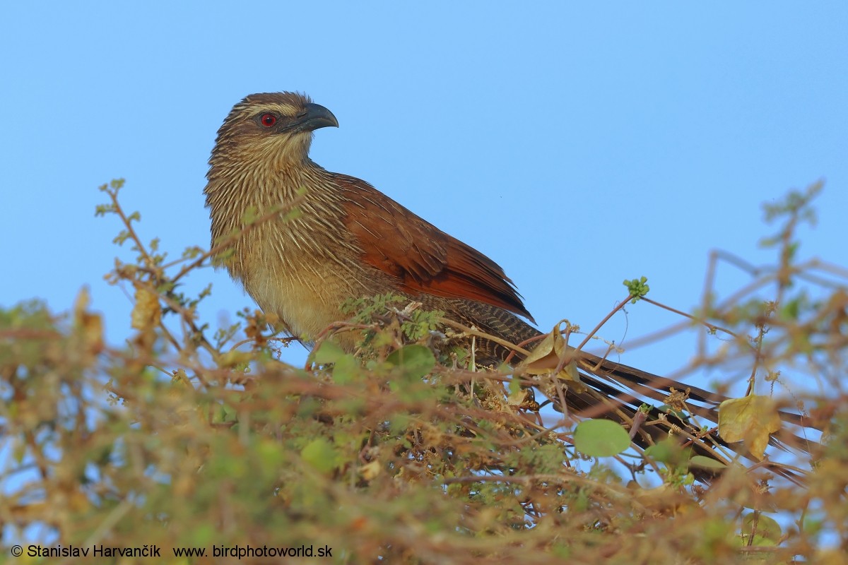 White-browed Coucal - ML632110505