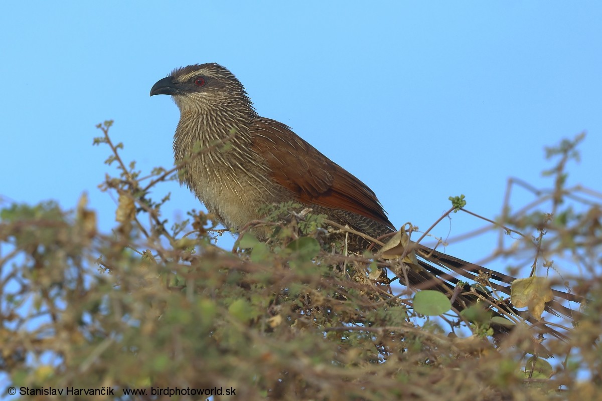 White-browed Coucal - ML632110507
