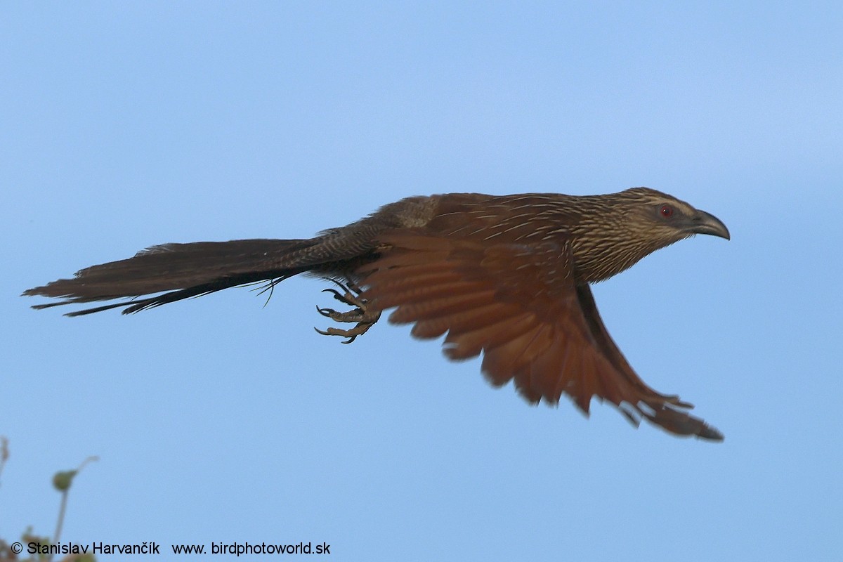 White-browed Coucal - ML632110508