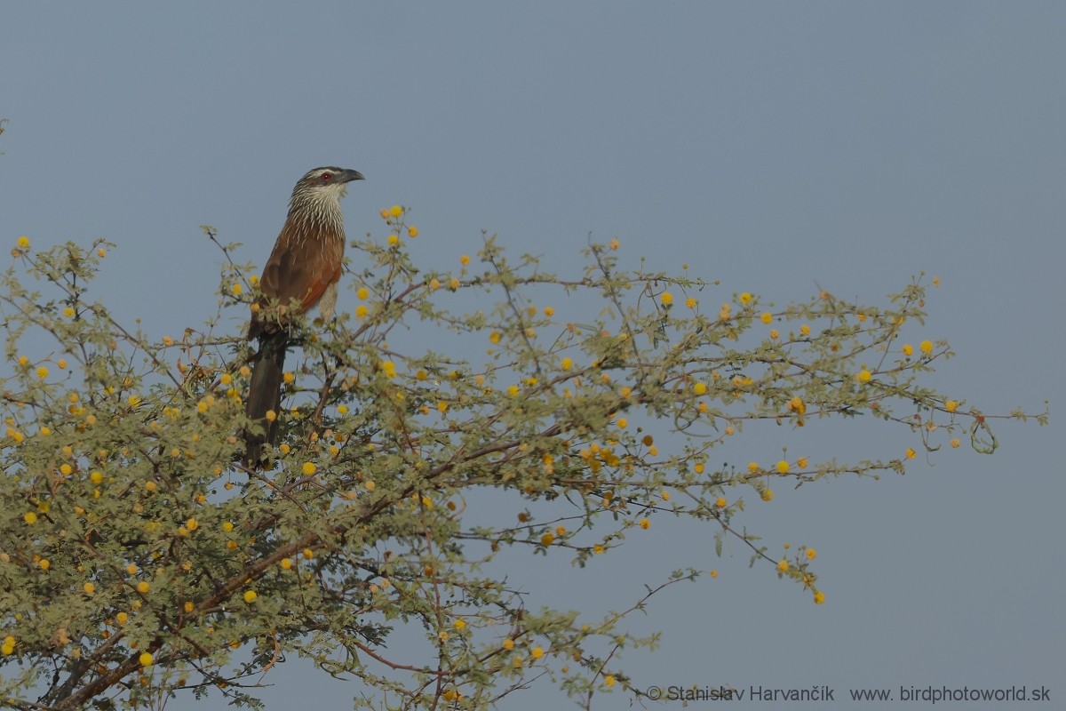 White-browed Coucal - ML632110509