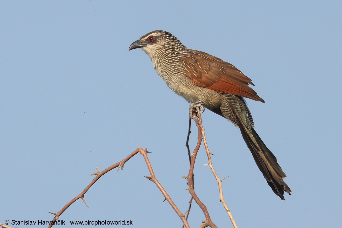 White-browed Coucal - ML632110510
