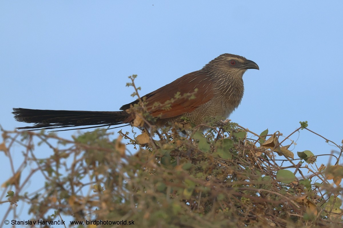 White-browed Coucal - ML632110511