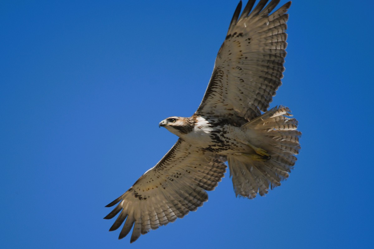 Red-tailed Hawk (borealis) - ML632110569