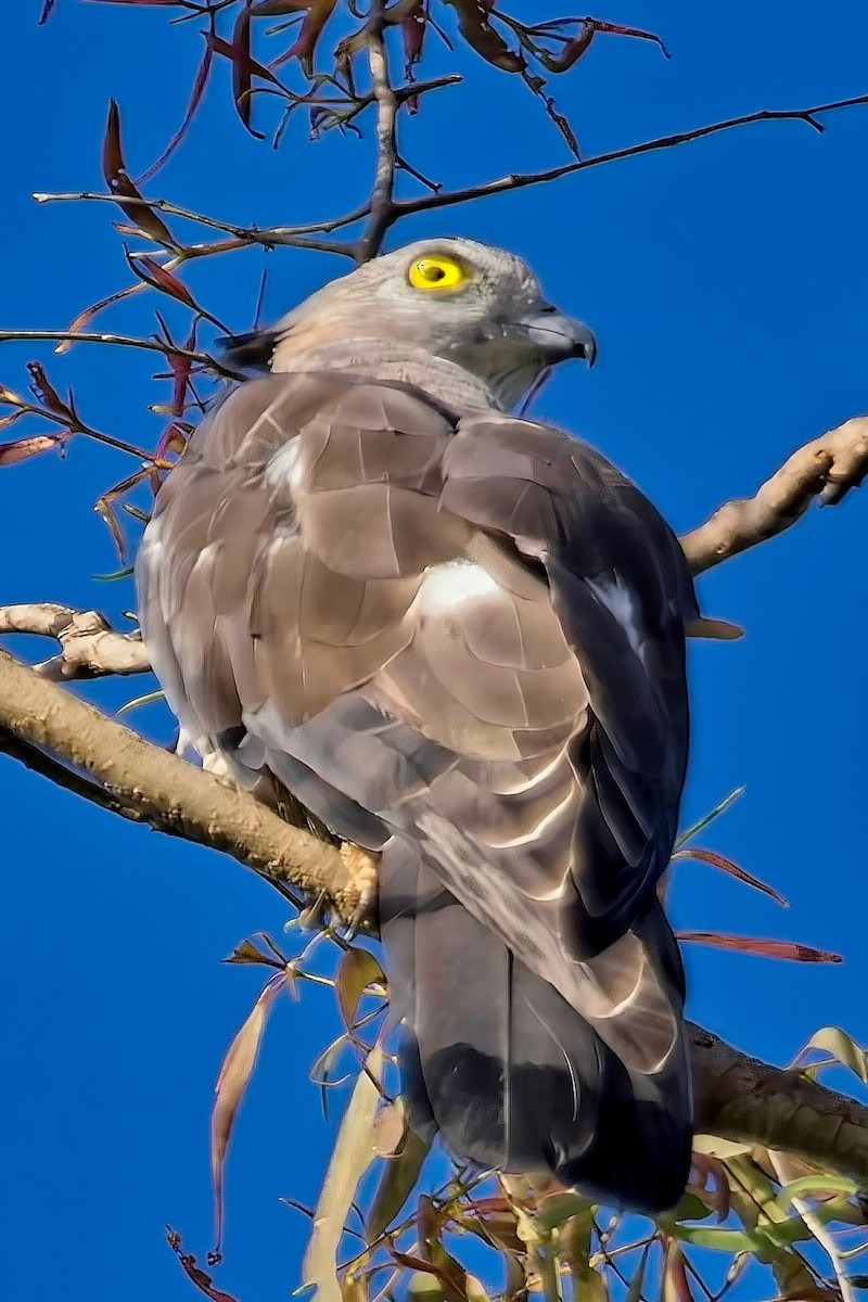 Pacific Baza - ML632110657