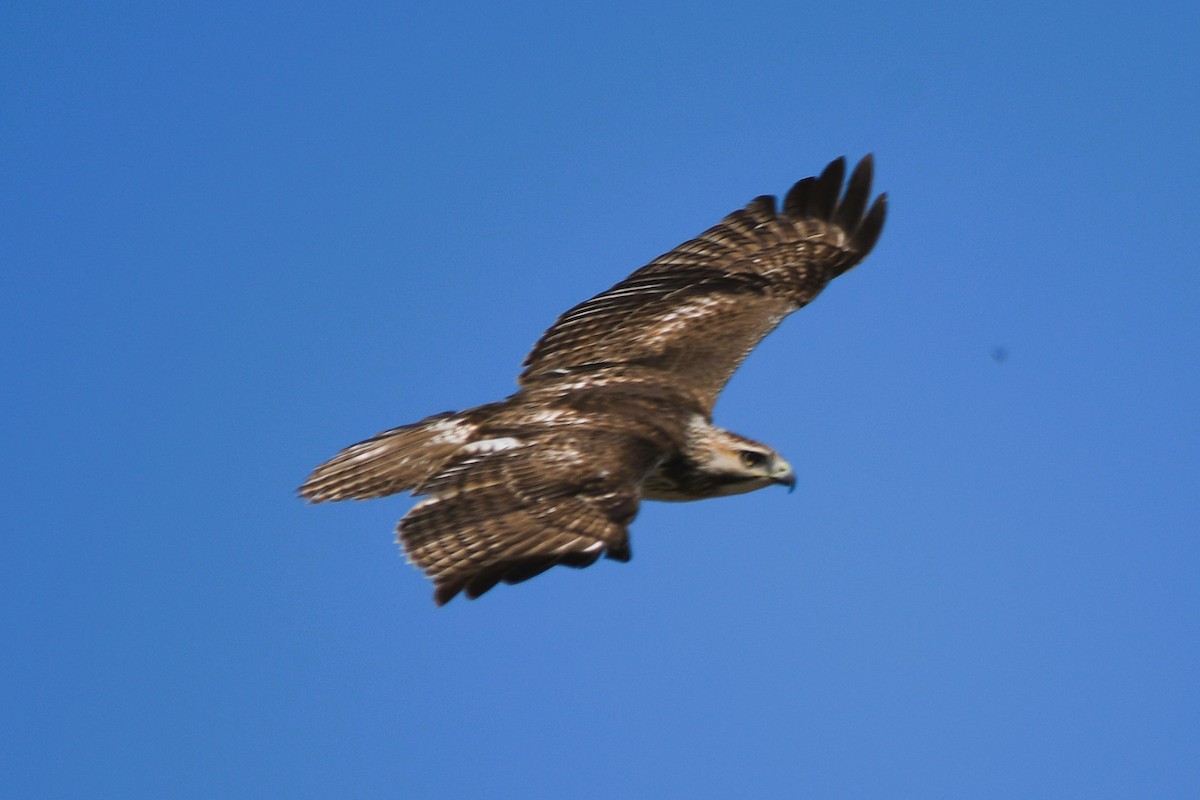 Red-tailed Hawk (borealis) - ML632110718