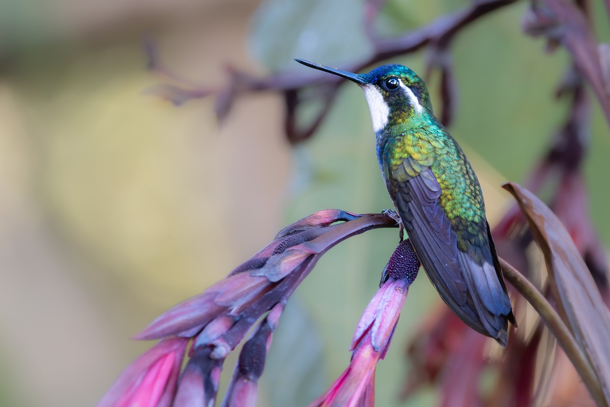 White-throated Mountain-gem (Gray-tailed) - Mason Maron