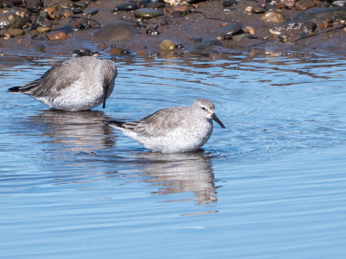 Red Knot - ML632110852
