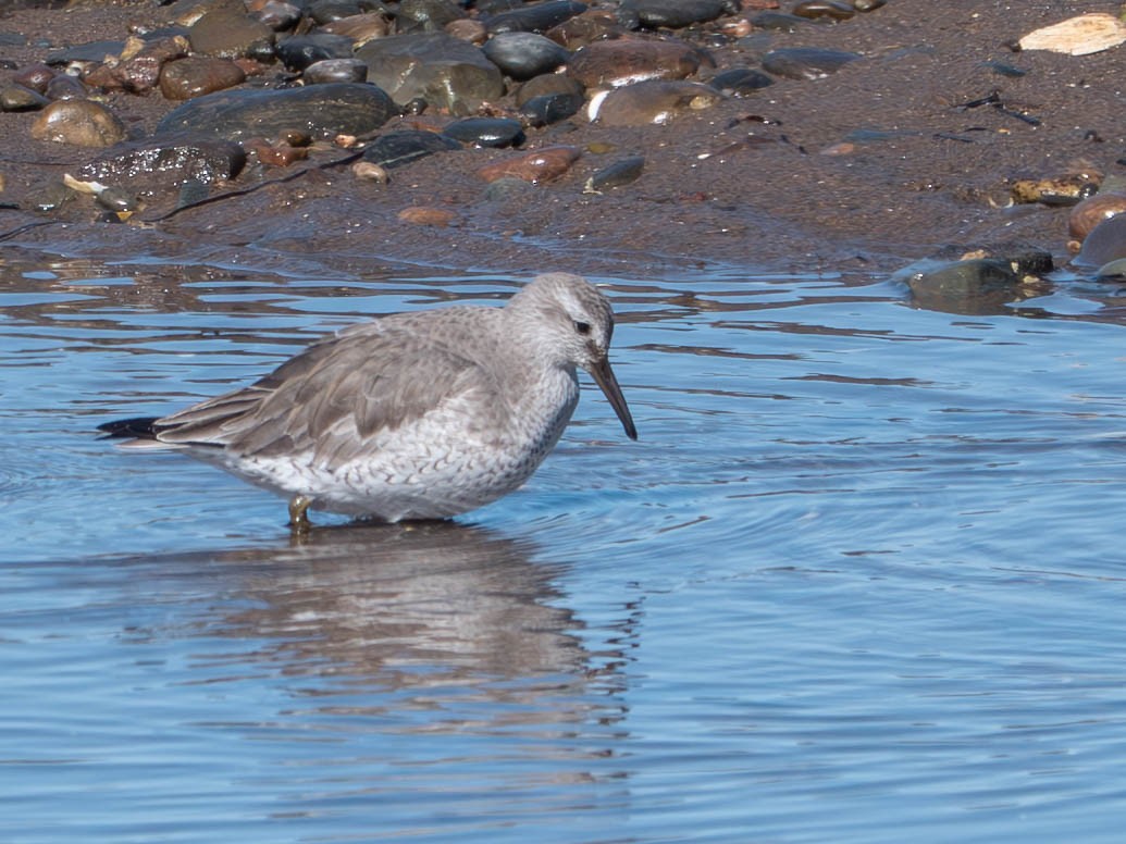 Red Knot - ML632110853