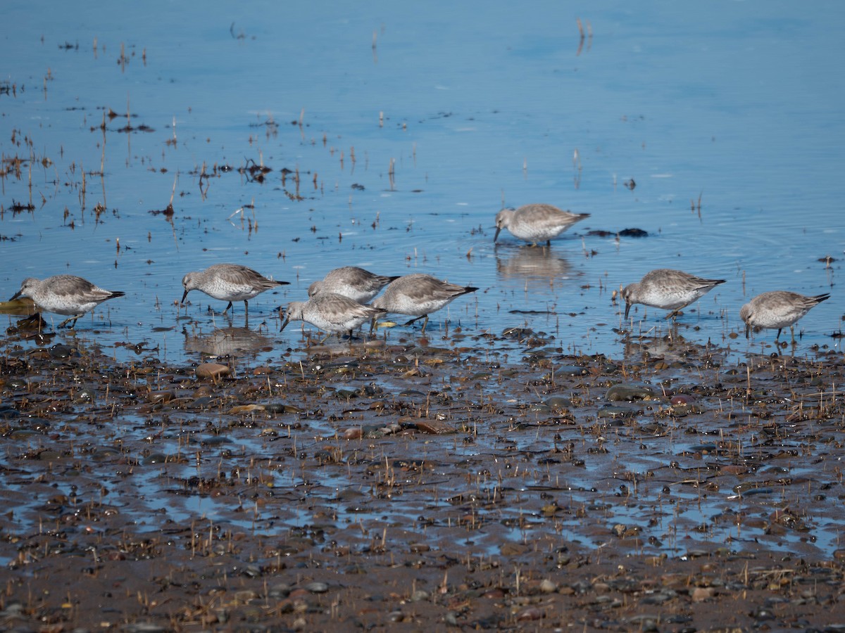 Red Knot - ML632110854
