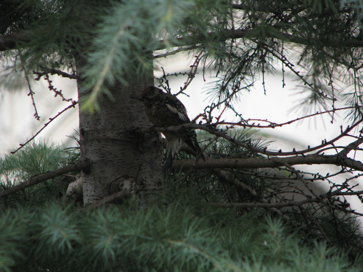 Yellow-bellied Sapsucker - ML632110941