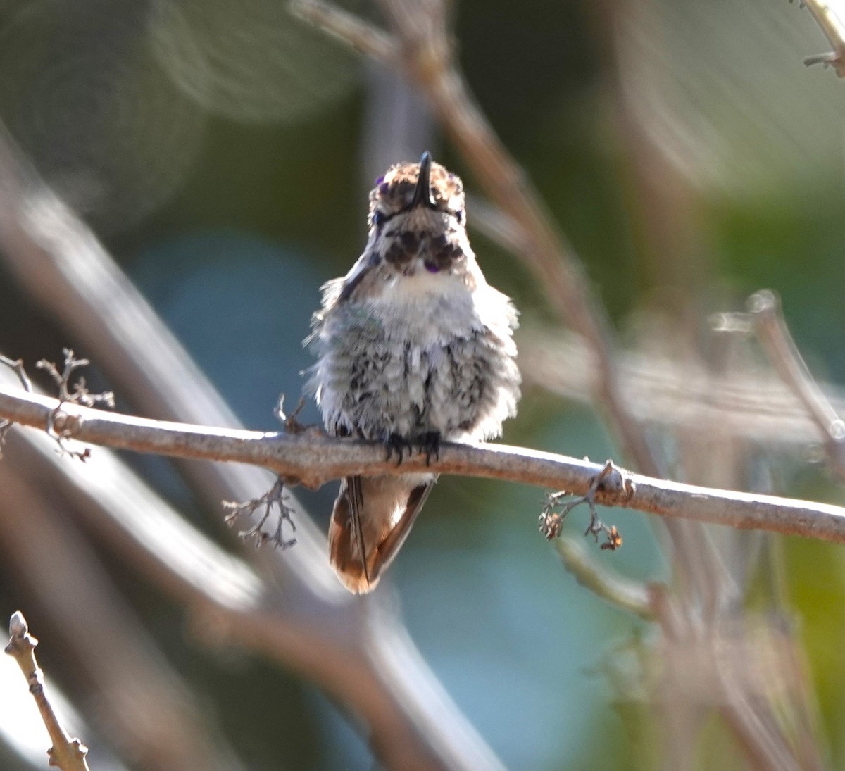 Costa's Hummingbird - ML632110945