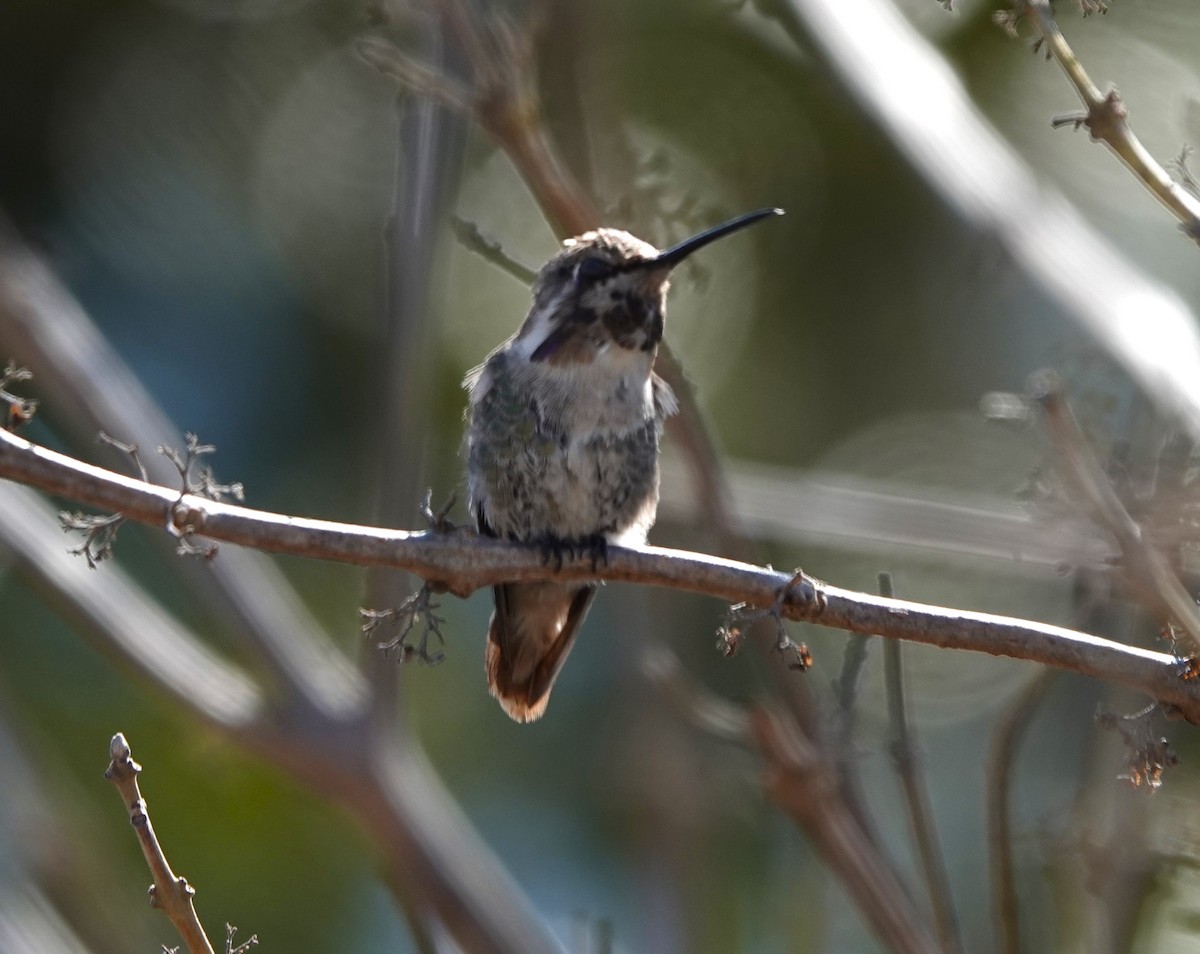 Costa's Hummingbird - ML632110946