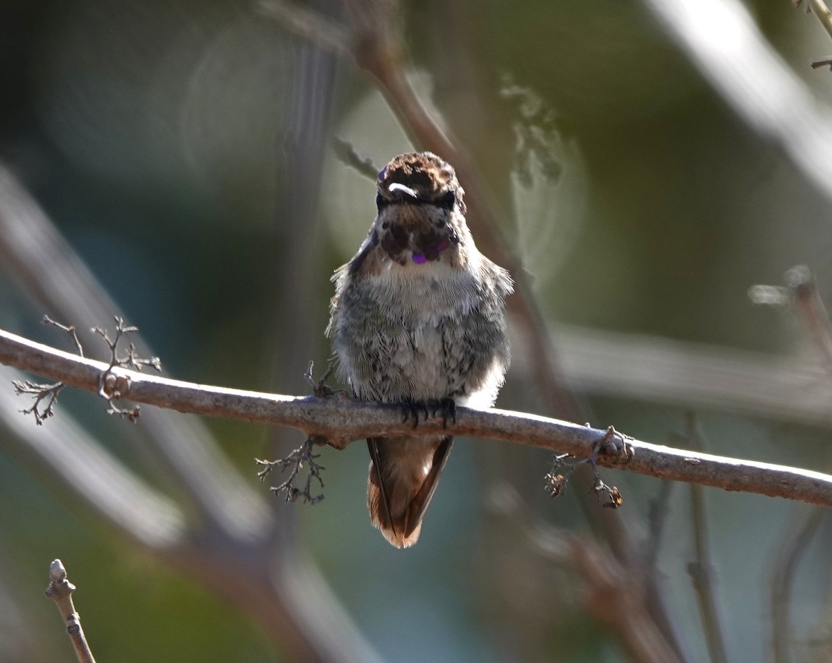 Costa's Hummingbird - ML632110947