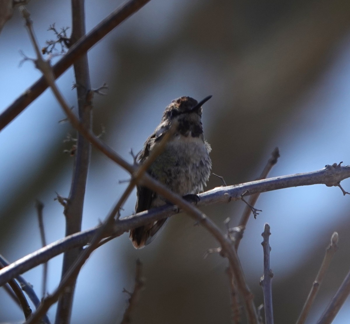 Costa's Hummingbird - ML632110948