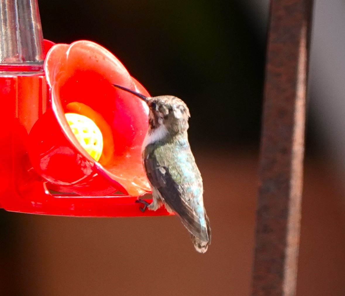 Costa's Hummingbird - ML632110949