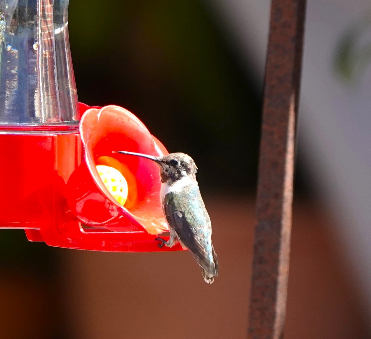 Costa's Hummingbird - ML632110950