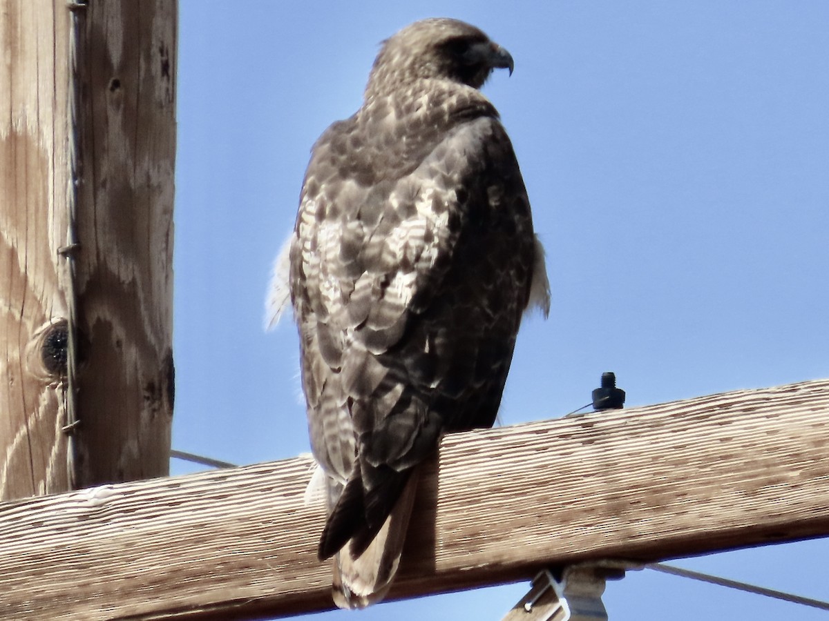 Red-tailed Hawk - ML632111004