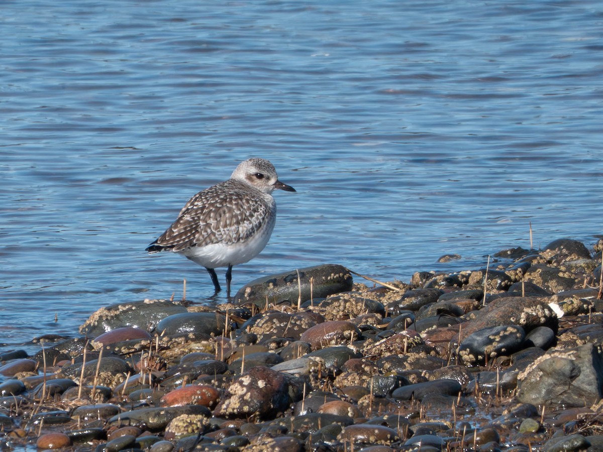 Black-bellied Plover - ML632111271