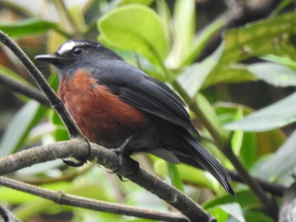 Chestnut-bellied Chat-Tyrant - ML632111604