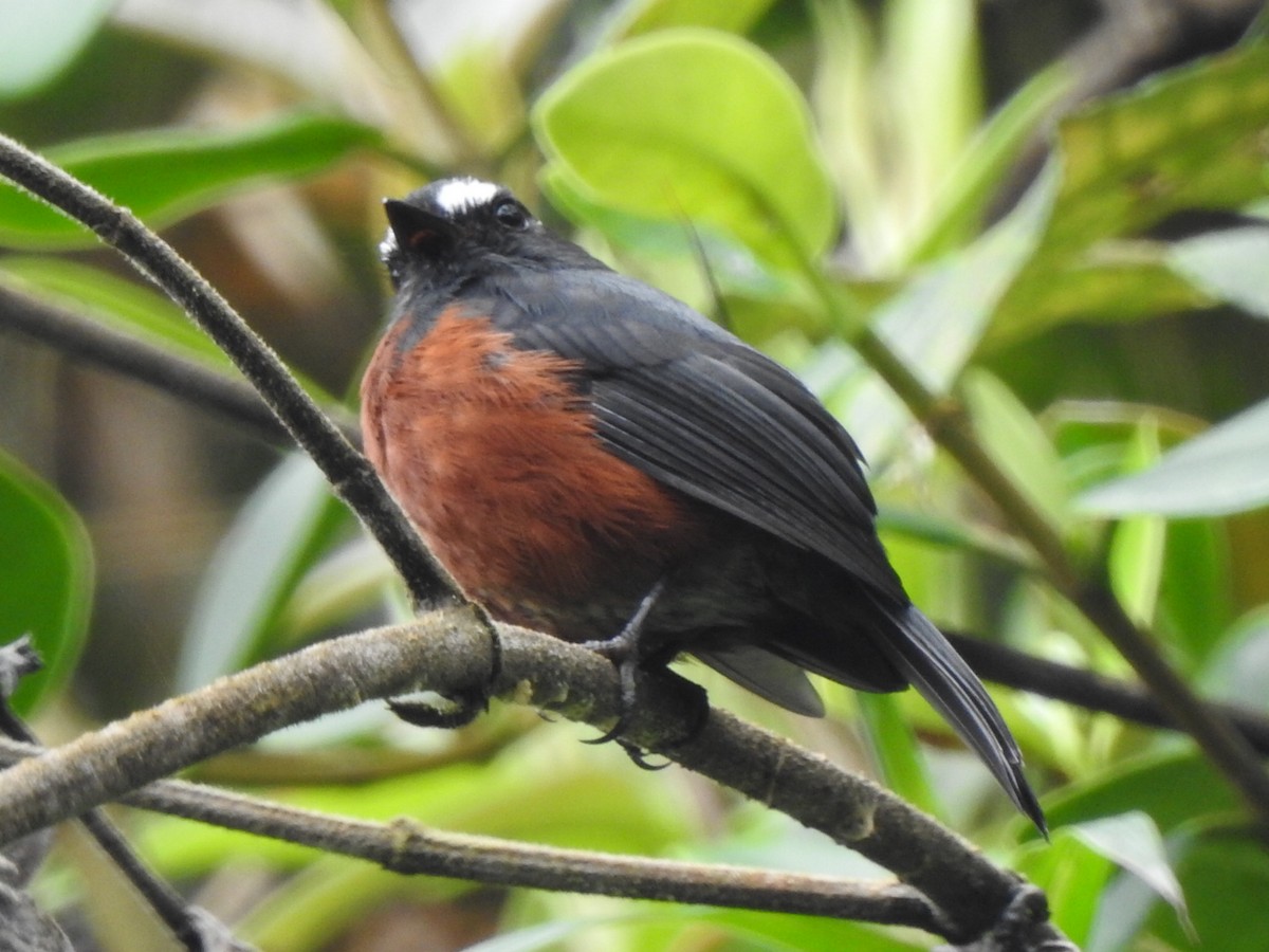 Chestnut-bellied Chat-Tyrant - ML632111605
