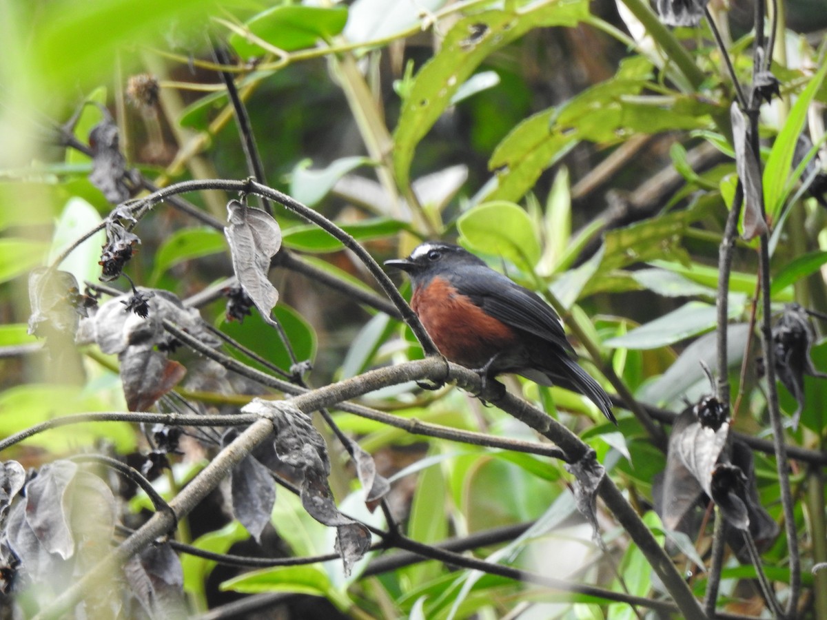 Chestnut-bellied Chat-Tyrant - ML632111606
