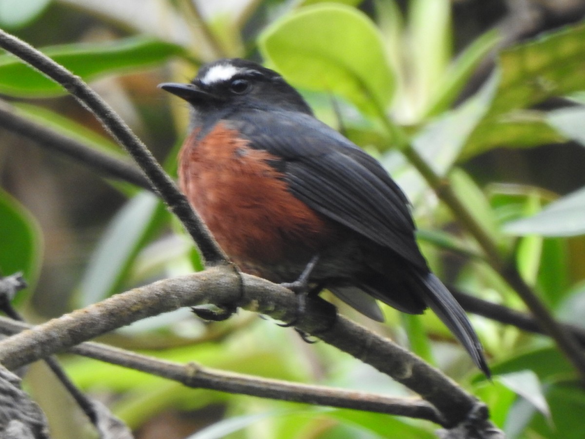 Chestnut-bellied Chat-Tyrant - ML632111607