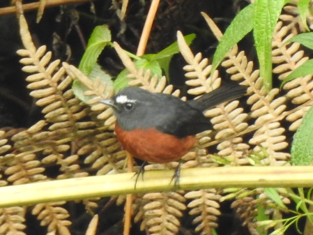 Chestnut-bellied Chat-Tyrant - ML632111608