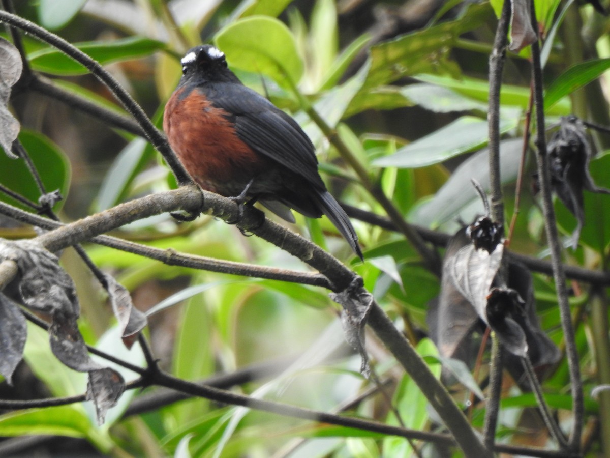 Chestnut-bellied Chat-Tyrant - ML632111610