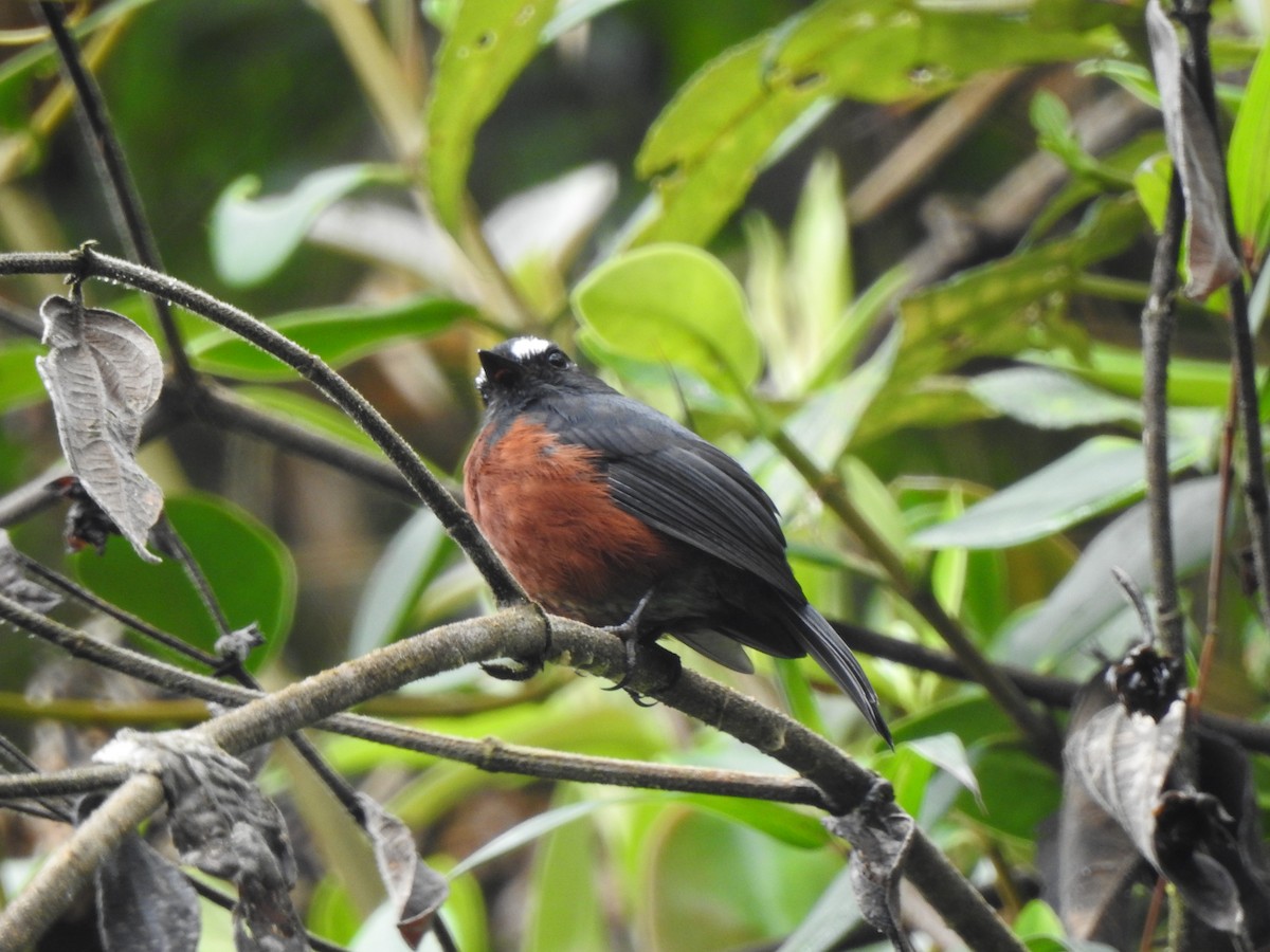 Chestnut-bellied Chat-Tyrant - ML632111611