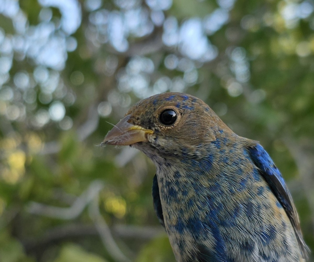 Indigo Bunting - ML632111657